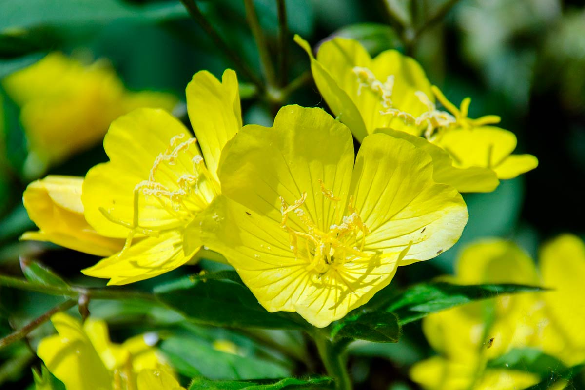 Aceite de onagra propiedades, beneficios y contraindicaciones  Blog FIATC