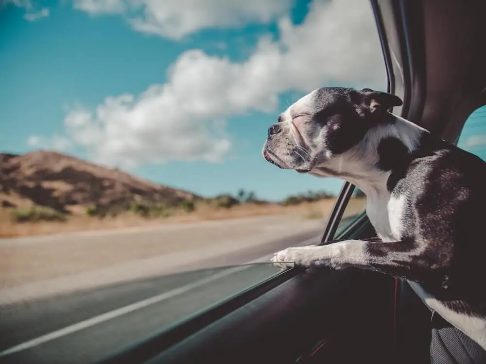 Perro nervioso: cómo tranquilizarlo cuando en